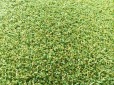 Putting green synthétique : GOLF PRO 16 mm