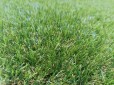Gazon Toscane 30mm - LARGEUR 2 METRES